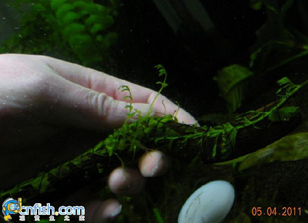 ��ľާ��ֳ�ļ��ַ���