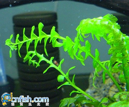 ��ľާ��ֳ�ļ��ַ���