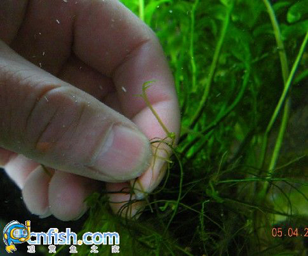 ��ľާ��ֳ�ļ��ַ���