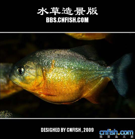 ���༫�˵�ˮ���쾰����ˮ��ˮ�ݸ�