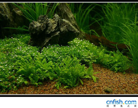 ʯ���ݸ��쾰