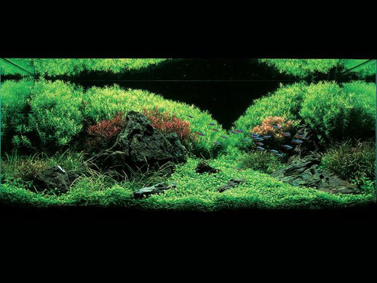 ��Ʒ����ʯ���쾰ˮ�ݸ�ͼ��