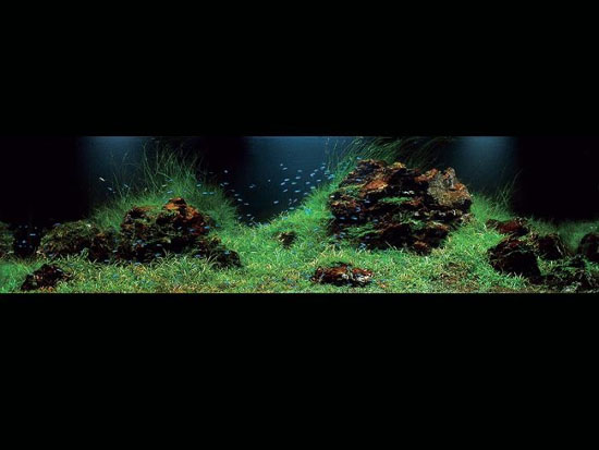 ��Ʒ����ʯ���쾰ˮ�ݸ�ͼ��