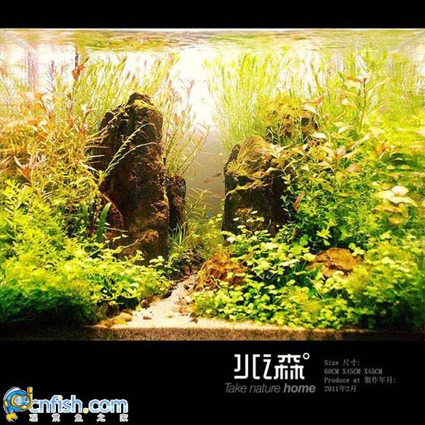 ˮ֮ɭˮ���ռ����