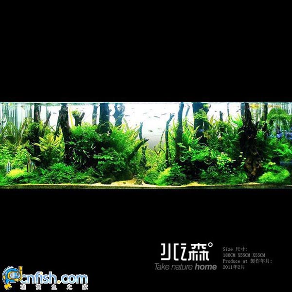 ˮ֮ɭˮ���ռ����