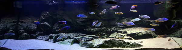 �����������ֿ��׽̳�֮�쾰ƪ