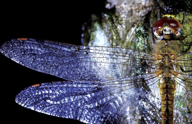 夜幕下的丛林进发 3只电筒锁定昆虫