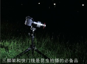 夜幕下的丛林进发 3只电筒锁定昆虫