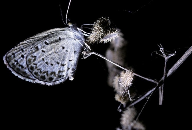 夜幕下的丛林进发 3只电筒锁定昆虫
