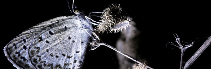 夜幕下的丛林进发 3只电筒锁定昆虫