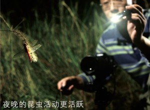 夜幕下的丛林进发 3只电筒锁定昆虫