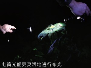 夜幕下的丛林进发 3只电筒锁定昆虫
