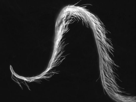 千奇百怪的昆虫精子果蝇精子长6厘米为身体20倍