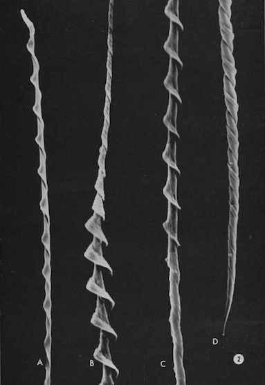 千奇百怪的昆虫精子果蝇精子长6厘米为身体20倍