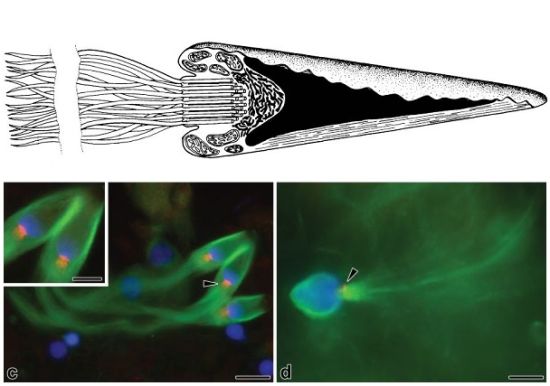 千奇百怪的昆虫精子果蝇精子长6厘米为身体20倍