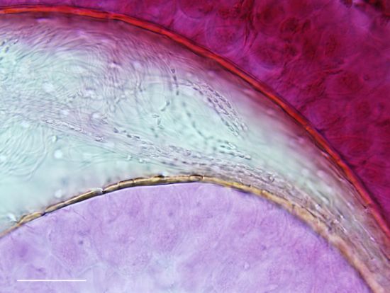 千奇百怪的昆虫精子果蝇精子长6厘米为身体20倍