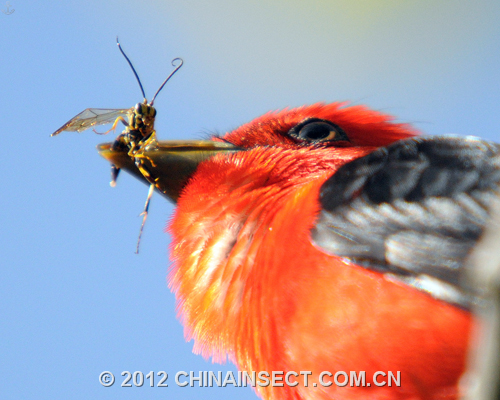 停在脸上的“昆虫午餐”组图