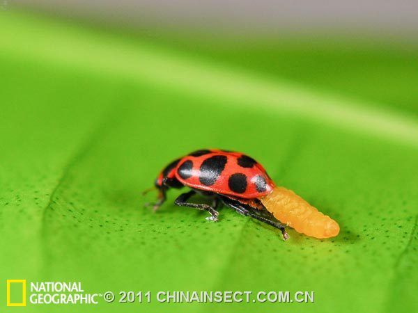 照片展现瓢虫沦为黄蜂寄生僵尸全过程
