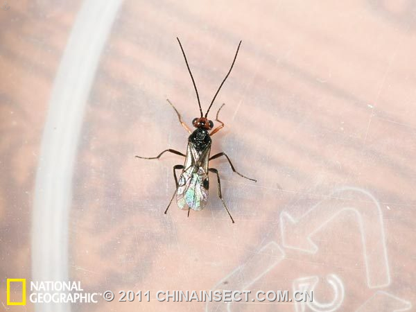 照片展现瓢虫沦为黄蜂寄生僵尸全过程