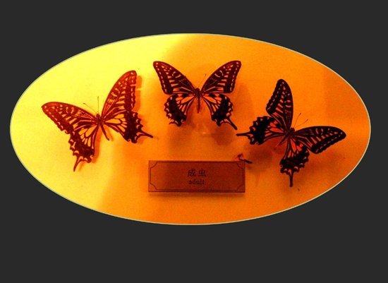 杨凌农林博览园升级为4A景区 内设最大昆虫馆