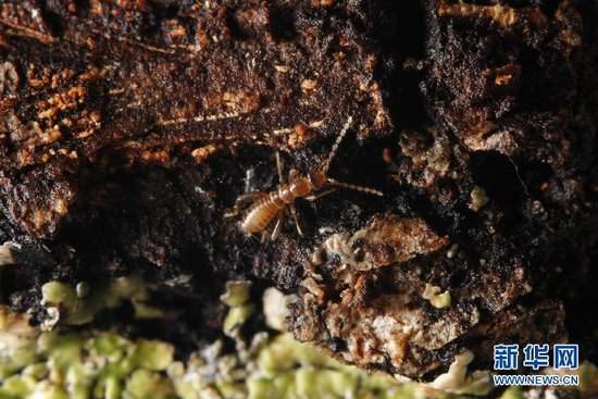 雅鲁藏布大峡谷发现罕见墨脱缺翅虫 身体透明图