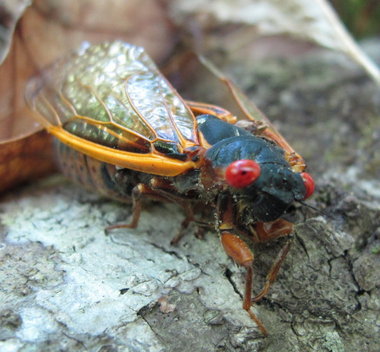 Cicada hum returns to Alabama as insects emerge from 13 years underground