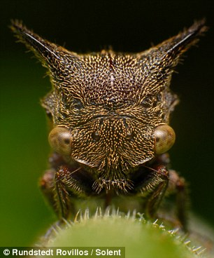 抓拍13种时尚昆虫花园里的“外星来客”