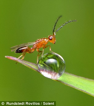 抓拍13种时尚昆虫花园里的“外星来客”