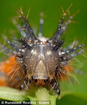 抓拍13种时尚昆虫花园里的“外星来客”