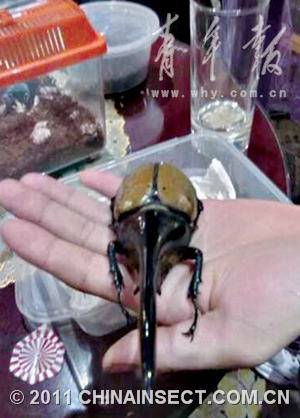 小甲虫身价35万 沪上发烧友传授“捕养玩”真经