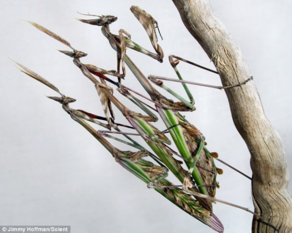 螳螂伪装成花朵色彩捕猎蝴蝶瞬间组图