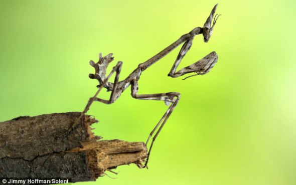 螳螂伪装成花朵色彩捕猎蝴蝶瞬间组图