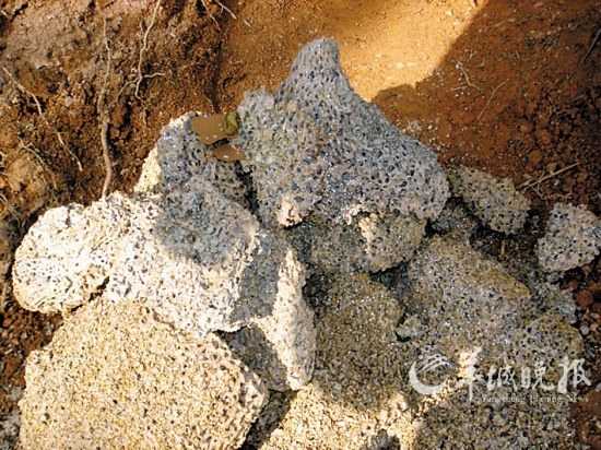 广东科学家欲将白蚁变成新能源