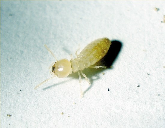 广东科学家欲将白蚁变成新能源