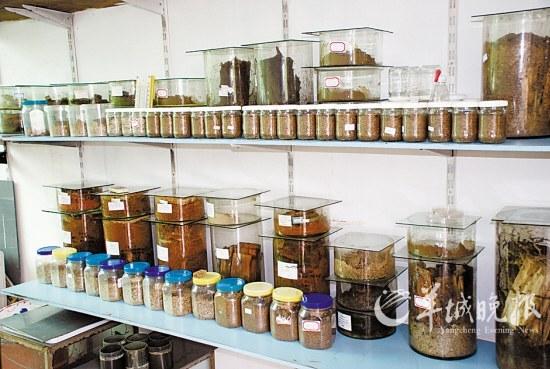 广东科学家欲将白蚁变成新能源