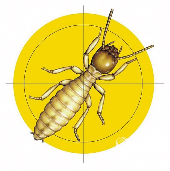 广东科学家欲将白蚁变成新能源