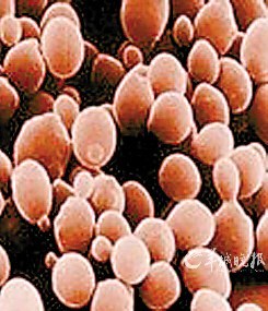 广东科学家欲将白蚁变成新能源