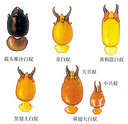 广东科学家欲将白蚁变成新能源