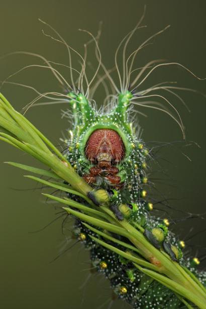 微距镜头下的奇妙昆虫图组