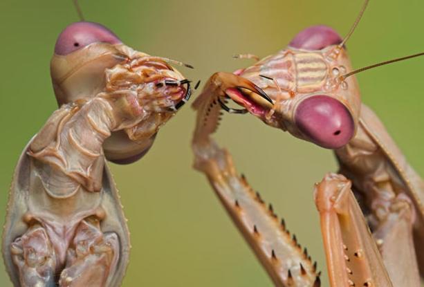 微距镜头下的奇妙昆虫图组