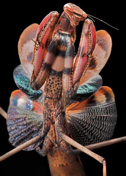 微距镜头下的奇妙昆虫图组