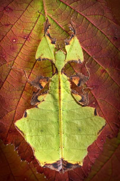 微距镜头下的奇妙昆虫图组
