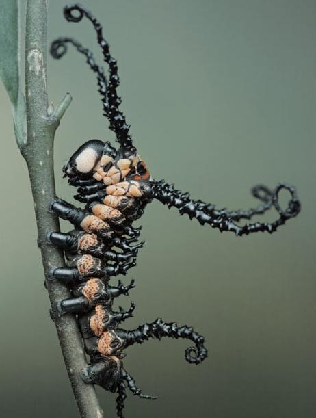 微距镜头下的奇妙昆虫图组