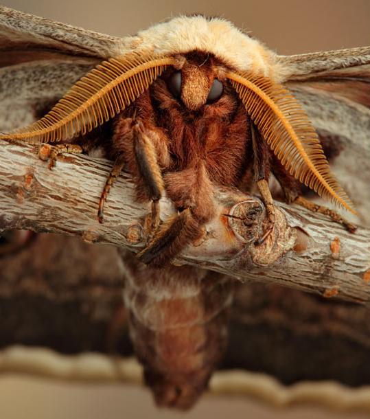 微距镜头下的奇妙昆虫图组