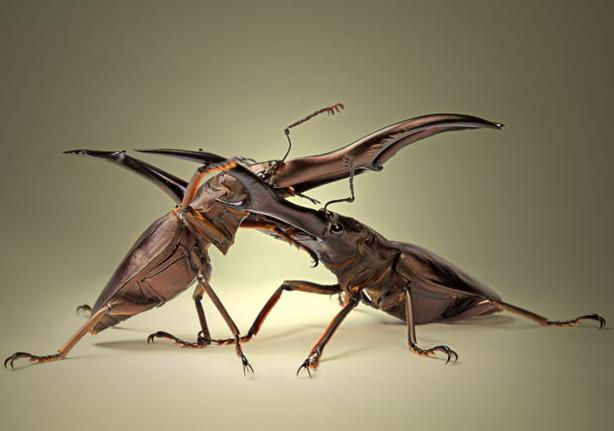 微距镜头下的奇妙昆虫图组