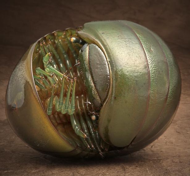 微距镜头下的奇妙昆虫图组