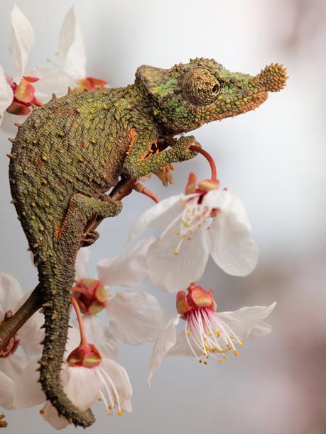 微距镜头下的奇妙昆虫图组