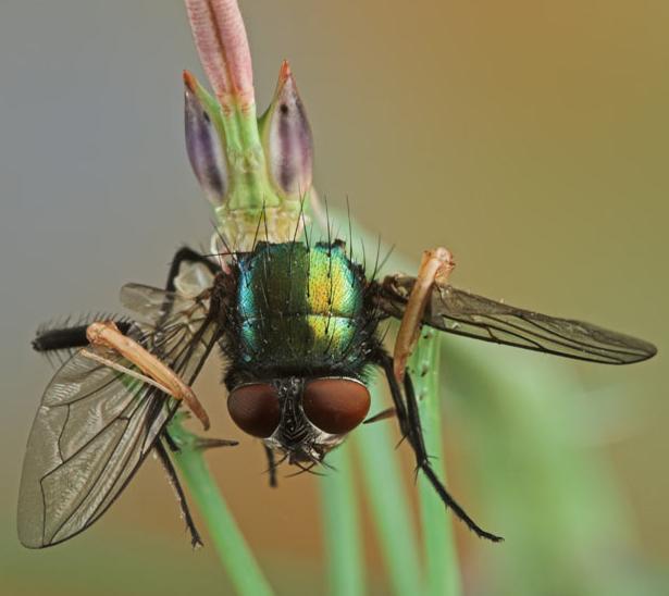 微距镜头下的奇妙昆虫图组