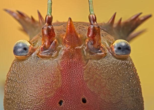 微距镜头下的奇妙昆虫图组