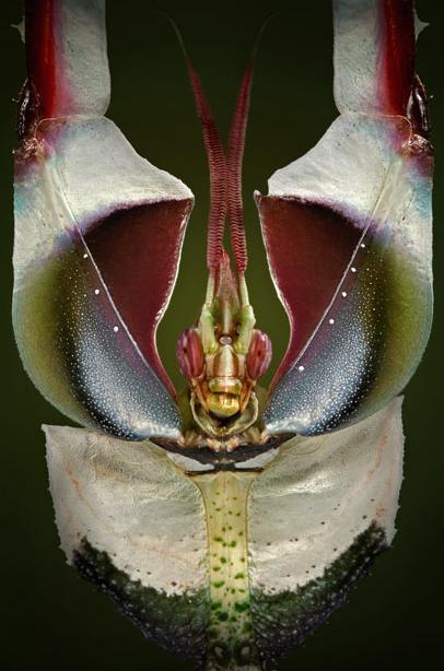 微距镜头下的奇妙昆虫图组